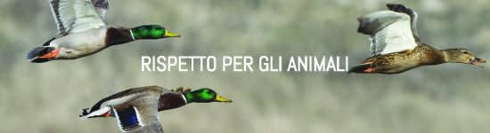 rispetto_per_gli_animali rispetto_per_gli_animali